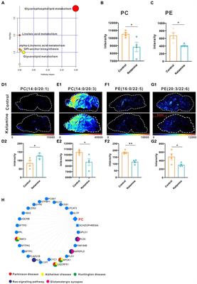 Mapping metabolite change in the mouse brain after esketamine injection by ambient mass spectrometry imaging and metabolomics